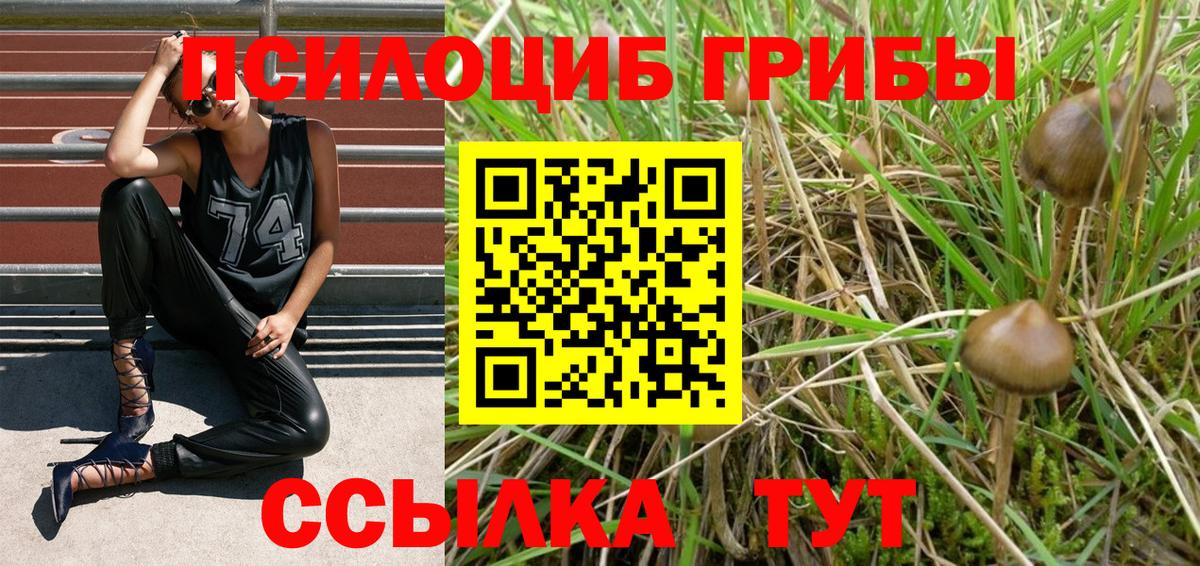 Галлюциногенные грибы Psilocybine cubensis Лысьва